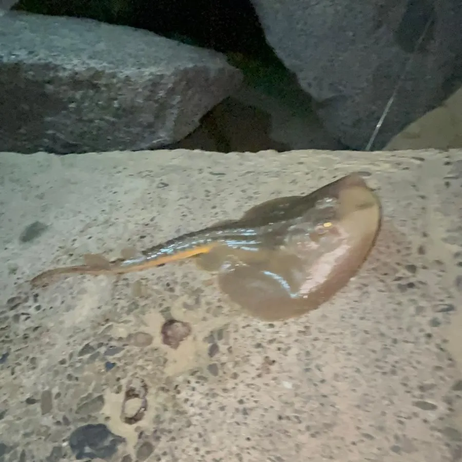 The most recent Common stingaree catches on Fishbrain