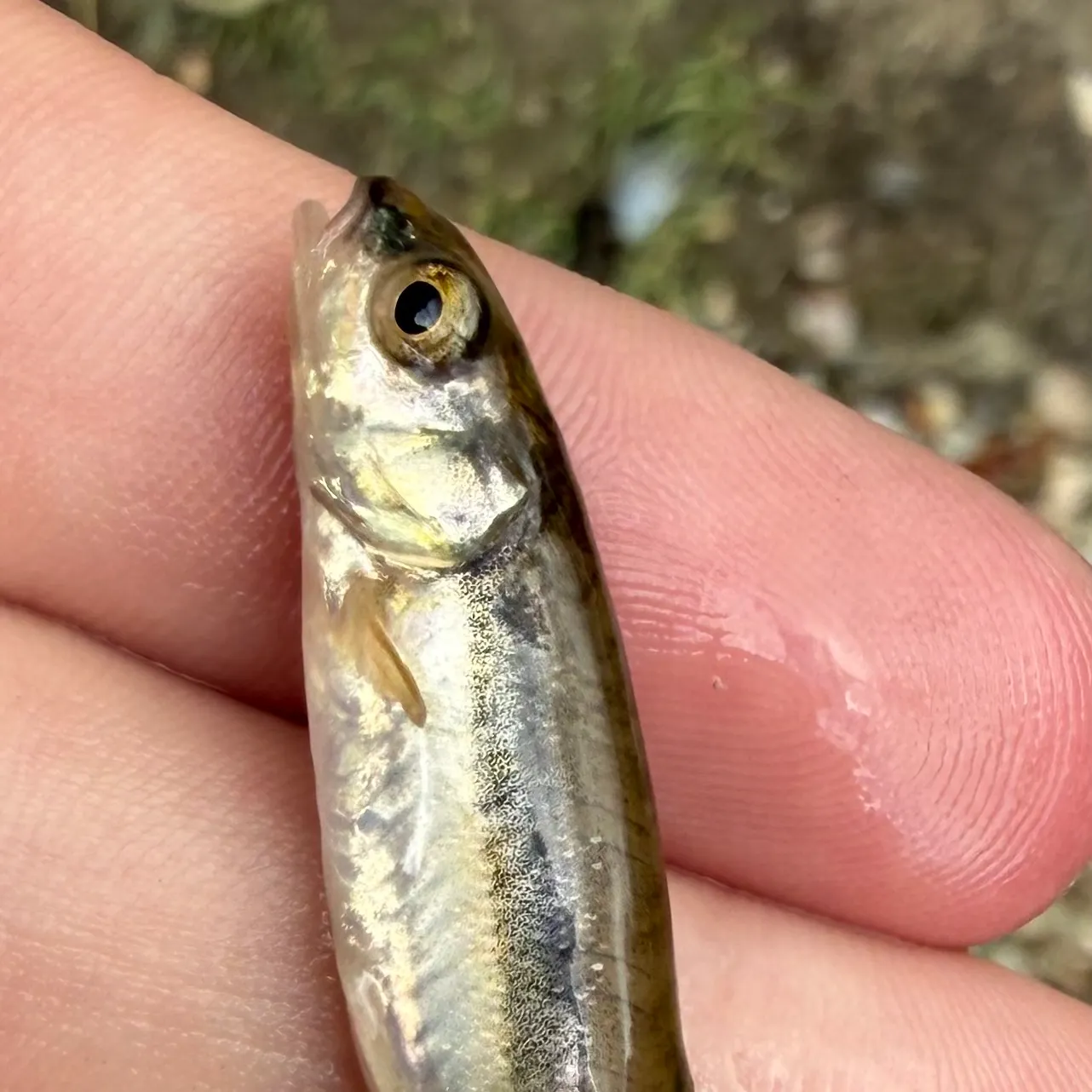 The most recent Eurasian minnow catches on Fishbrain