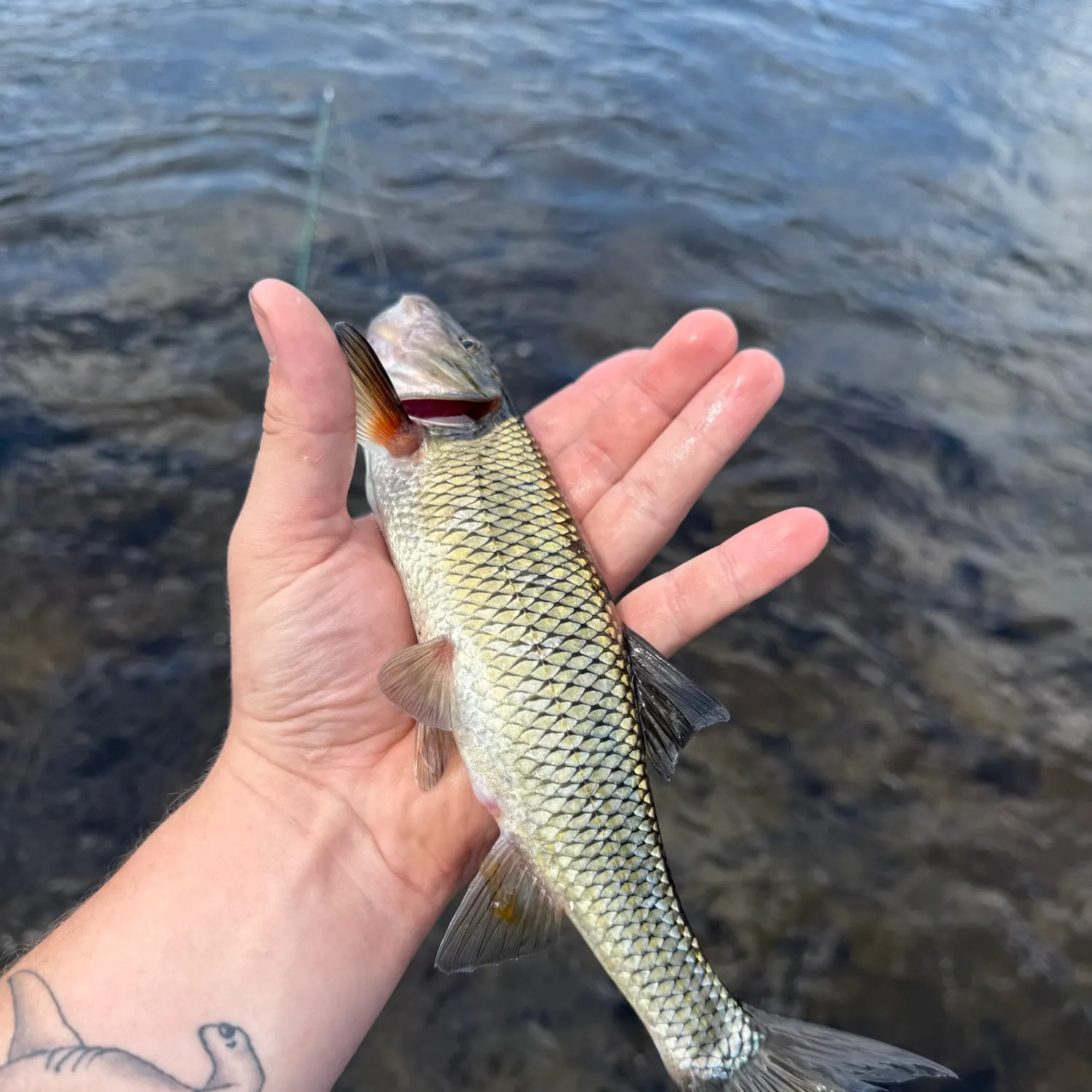 Fallfish caught on Fishbrain