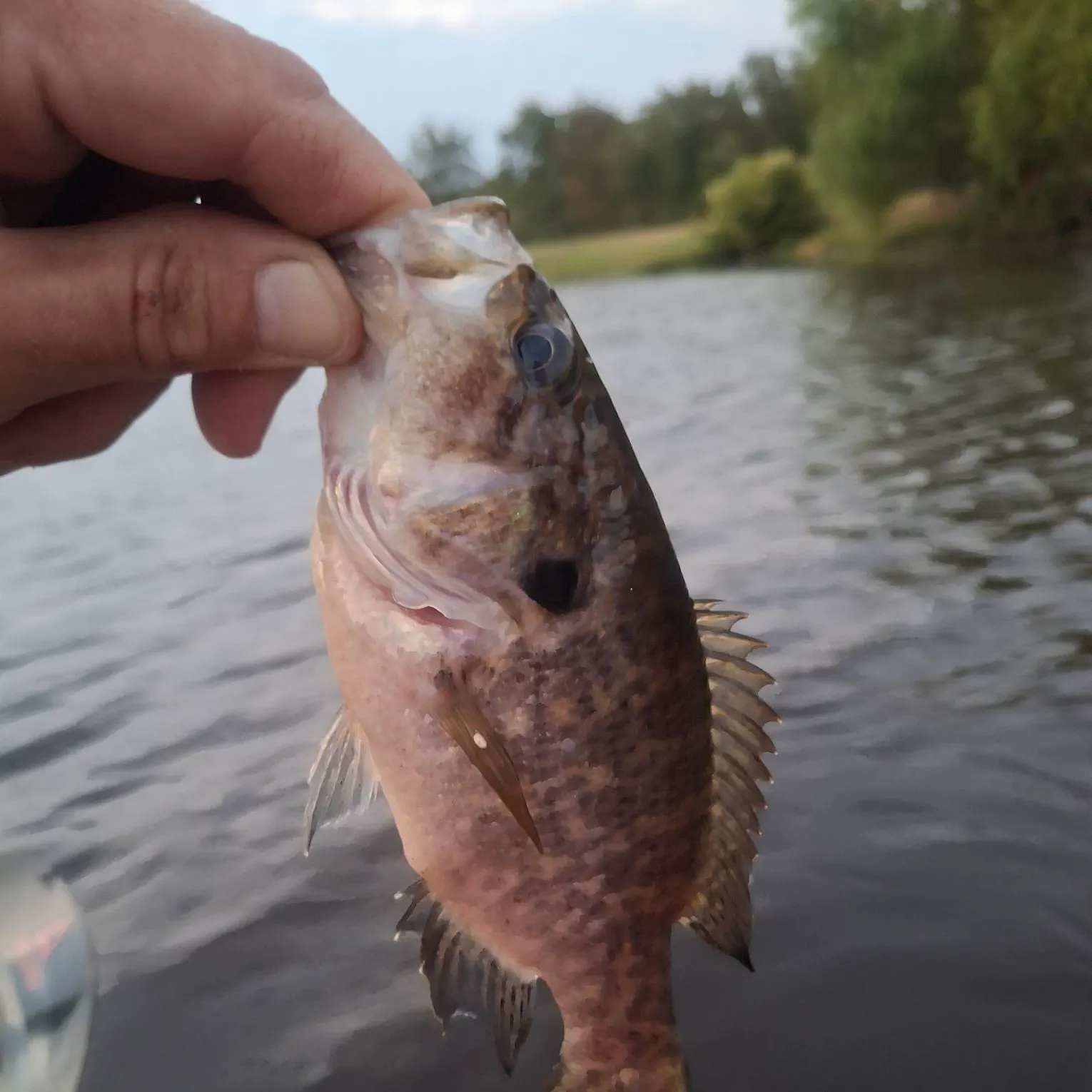 Warmouth caught on Fishbrain
