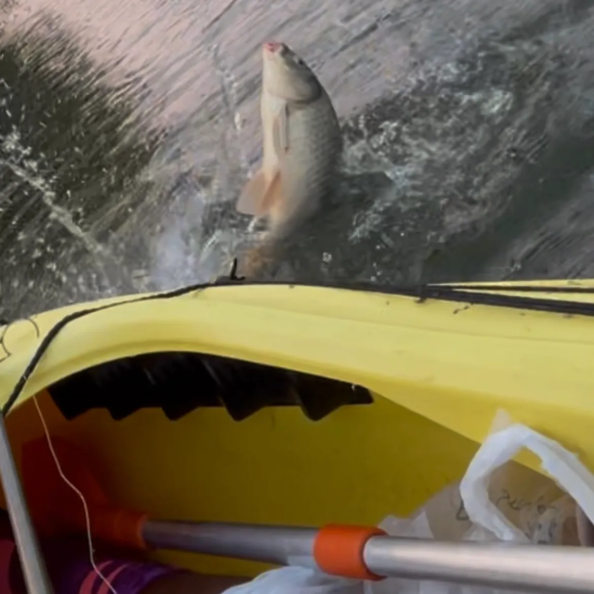 The most recent Grass carp catches on Fishbrain