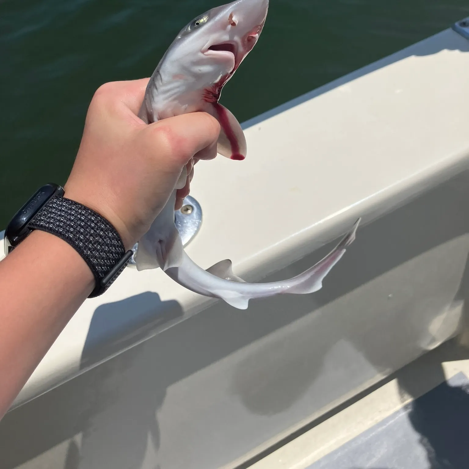 The most recent Dusky smooth-hound catches on Fishbrain