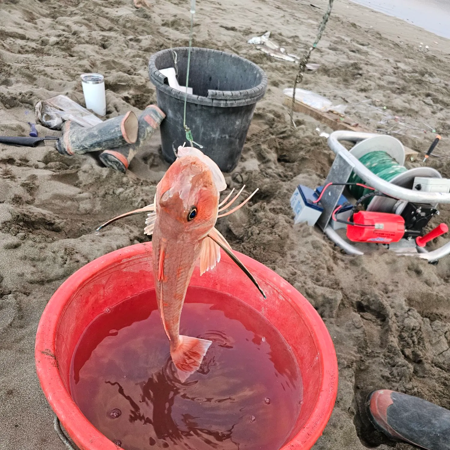 The most recent Cape Gurnard catches on Fishbrain