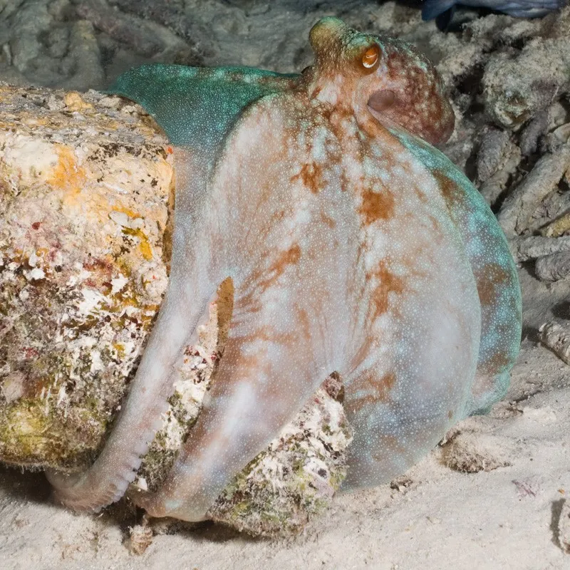 Caribbean reef octopus