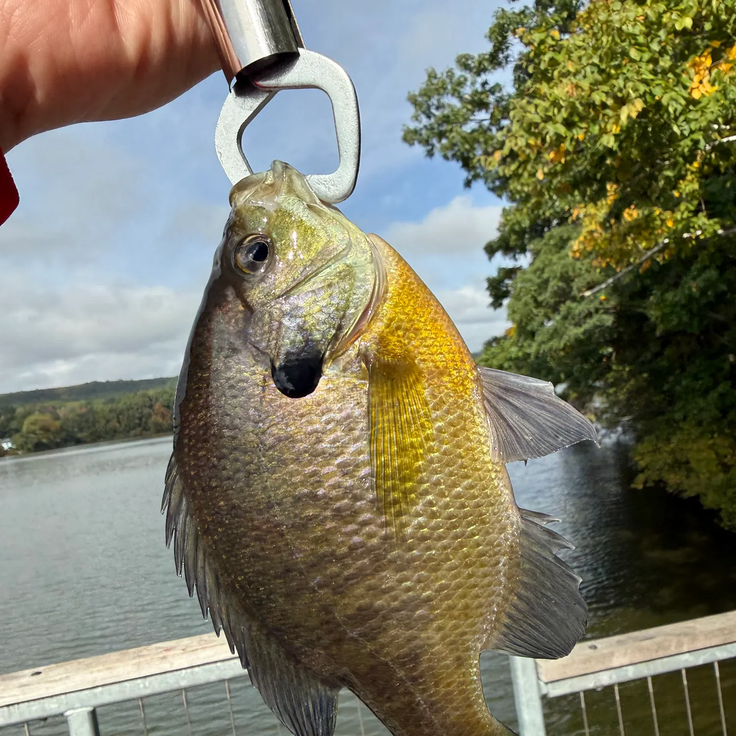 Bluegill caught on Fishbrain