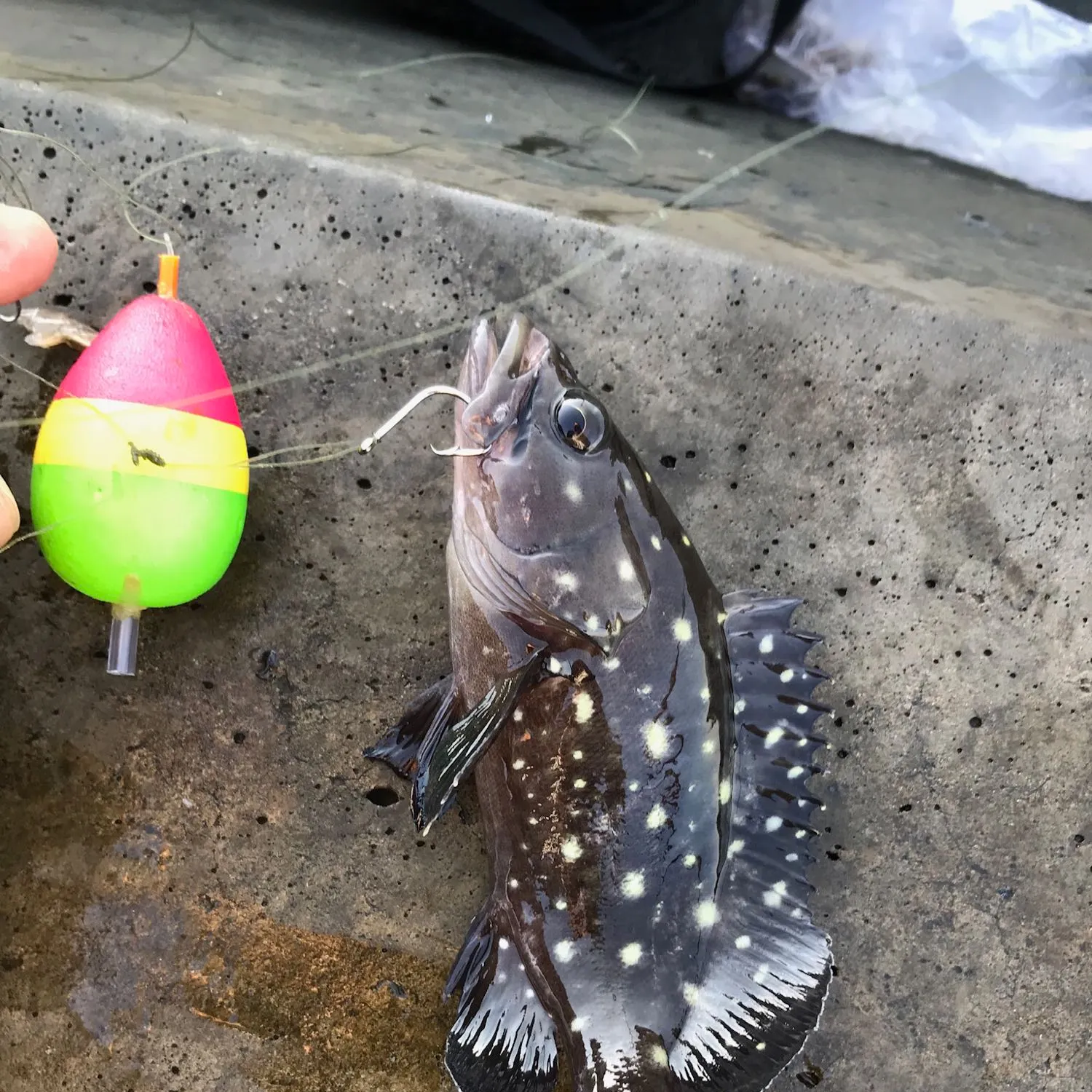 recently logged catches