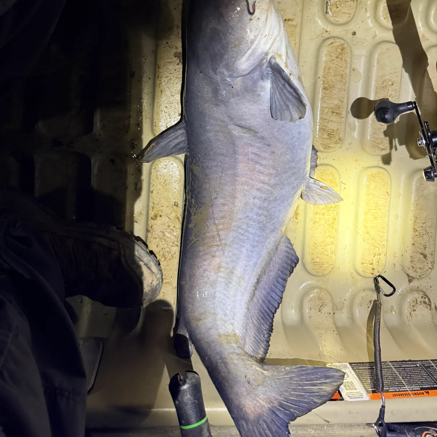 The most recent Blue catfish catches on Fishbrain