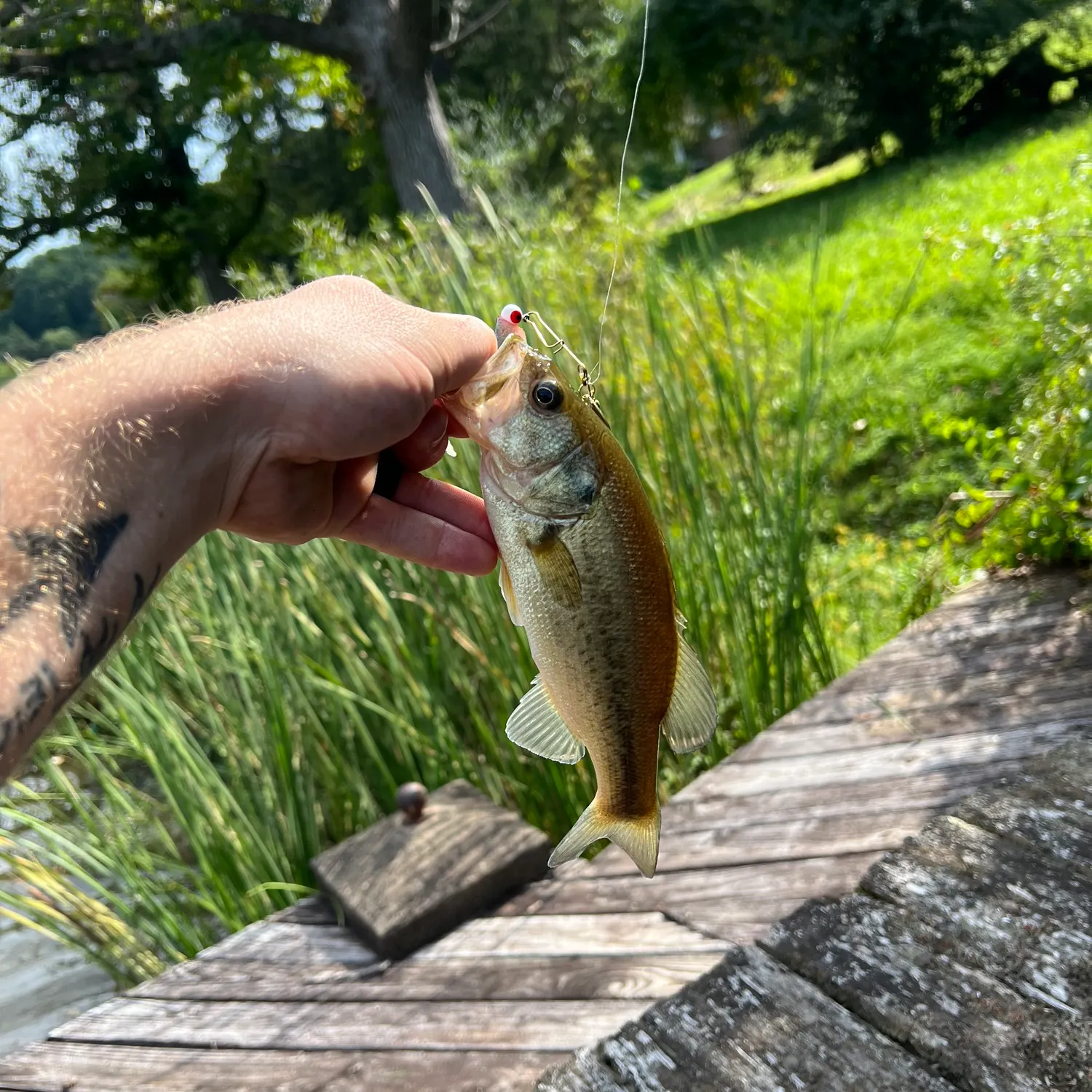 Largemouth bass caught on Fishbrain