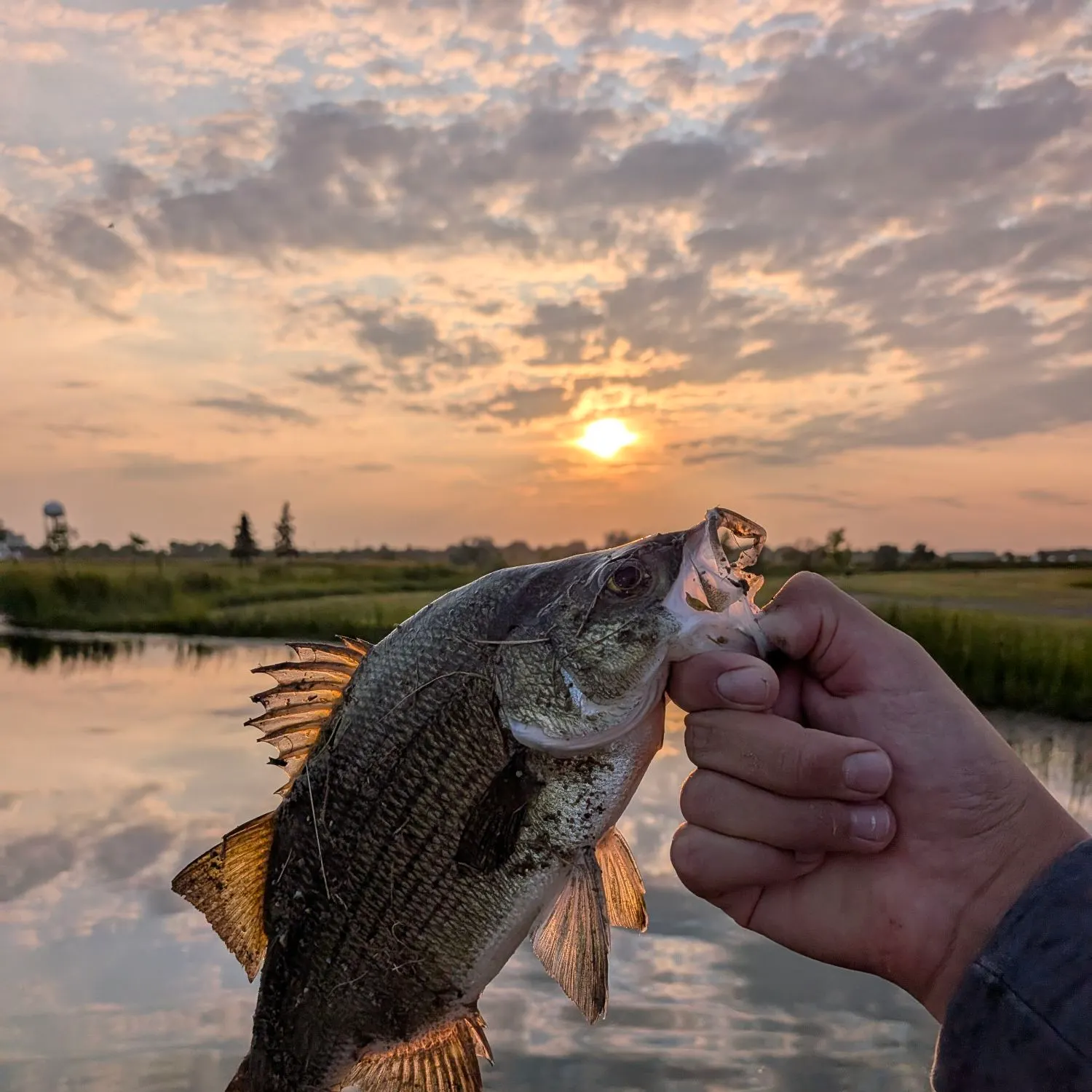 White bass caught on Fishbrain