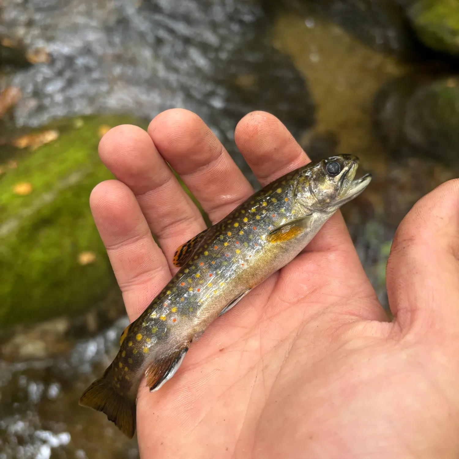 Brook trout caught on Fishbrain