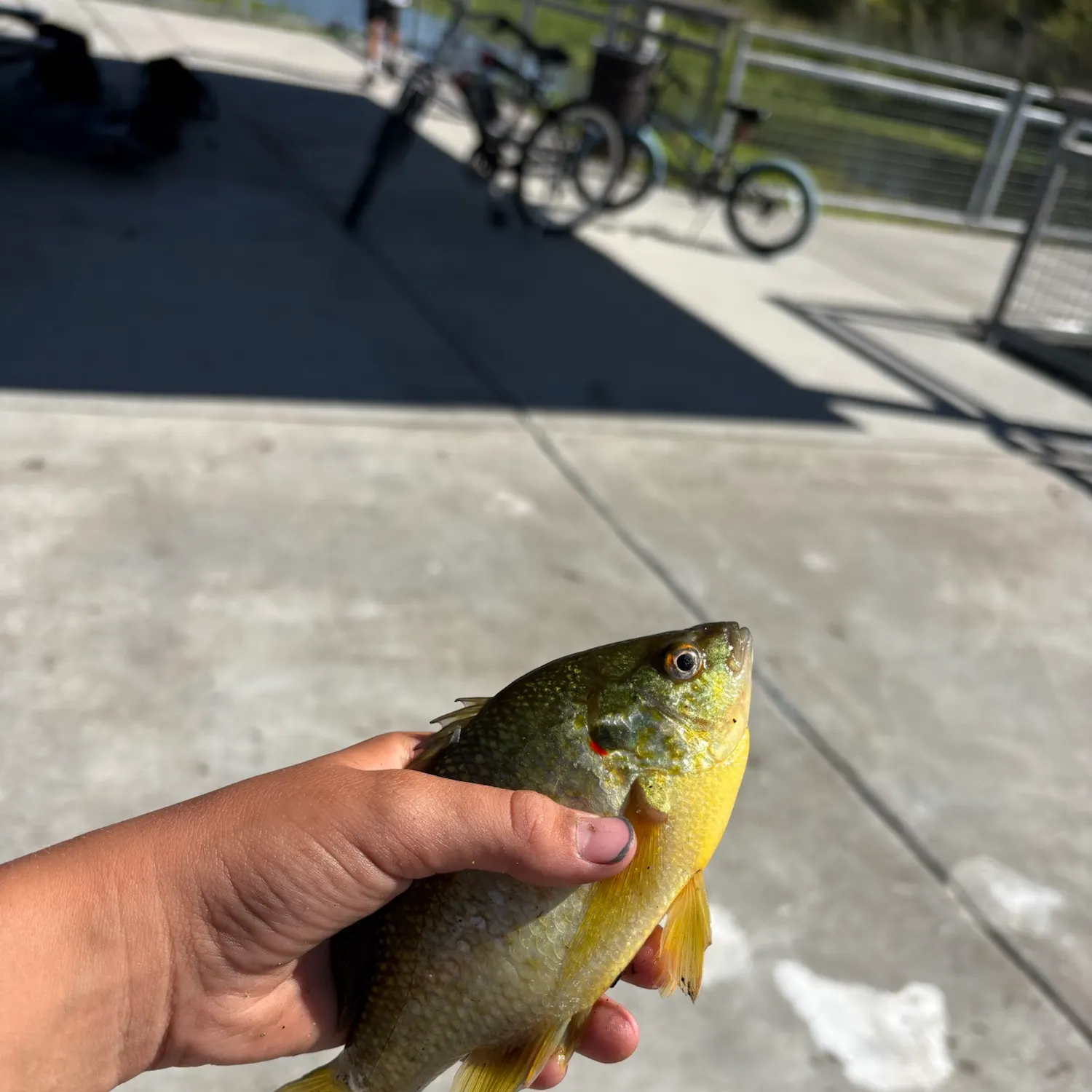 Redear sunfish caught on Fishbrain