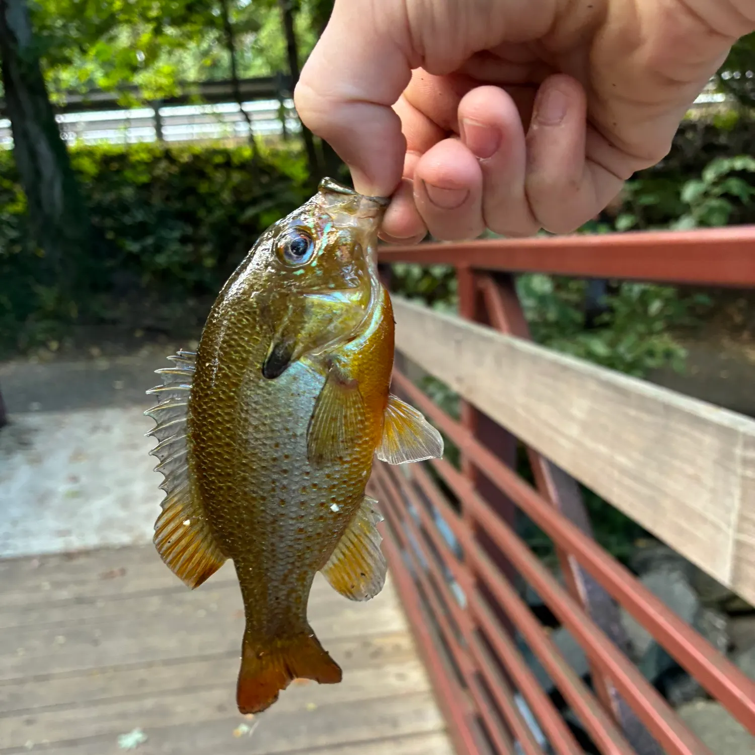 Redbreast sunfish caught on Fishbrain