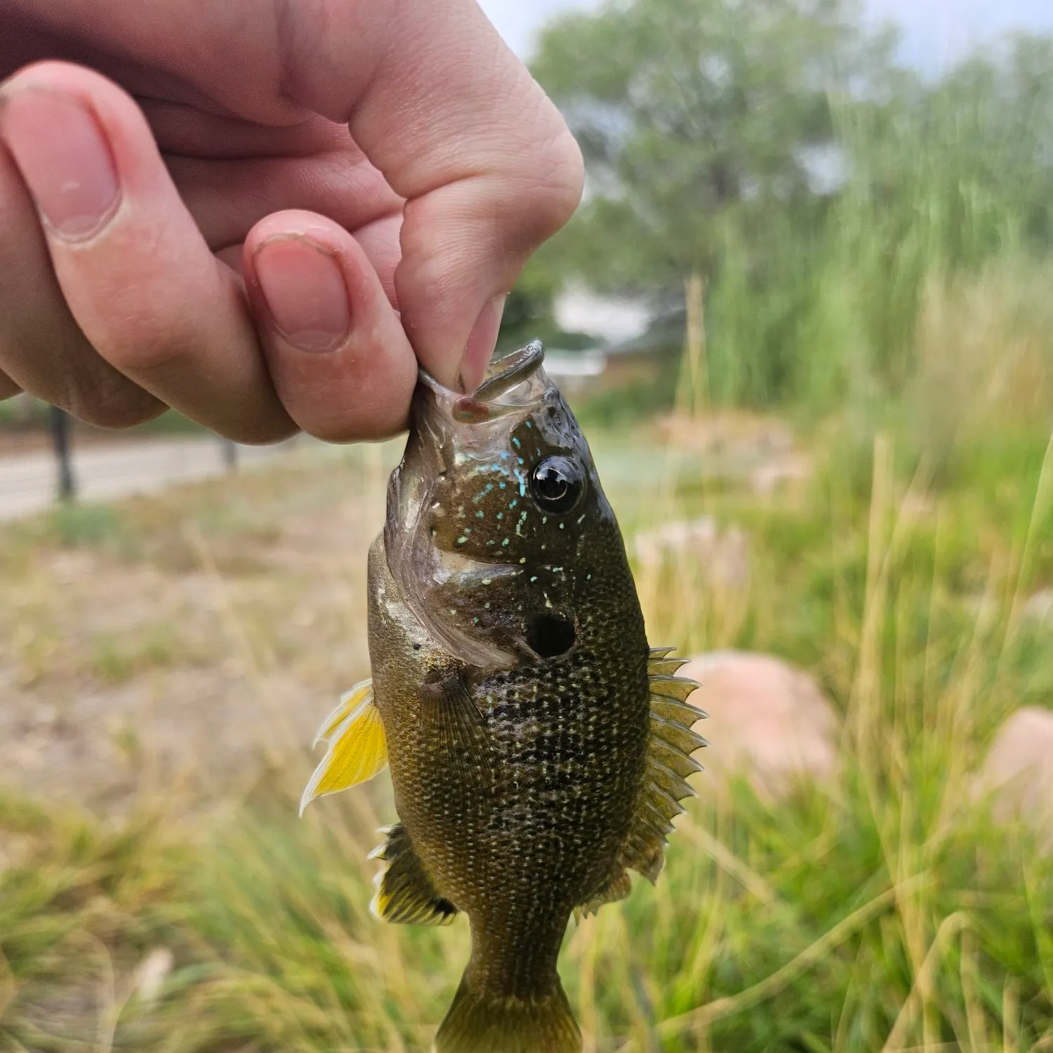 Green sunfish caught on Fishbrain