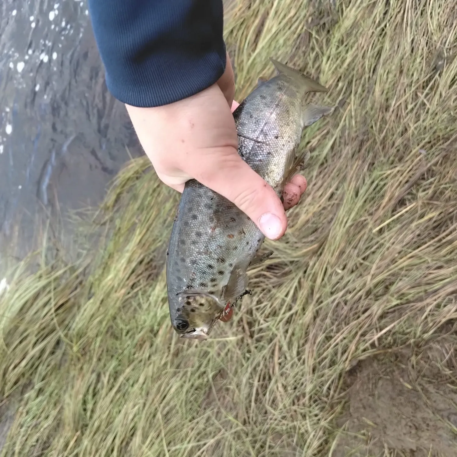 The most recent Lake trout catches on Fishbrain