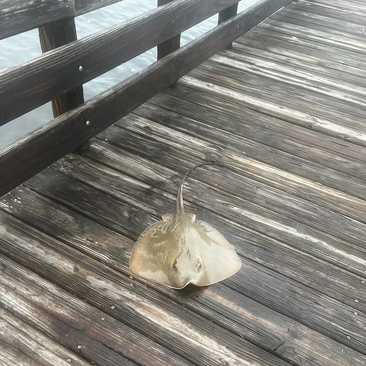 Atlantic stingray caught on Fishbrain