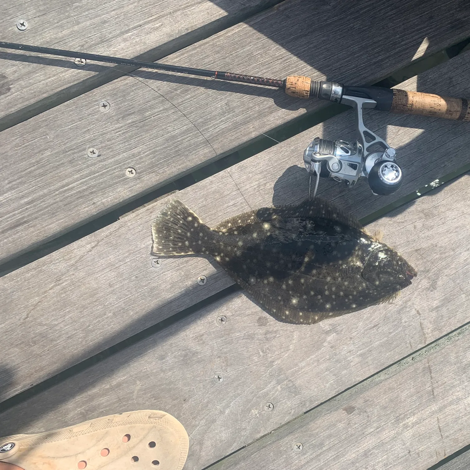 Summer flounder caught on Fishbrain