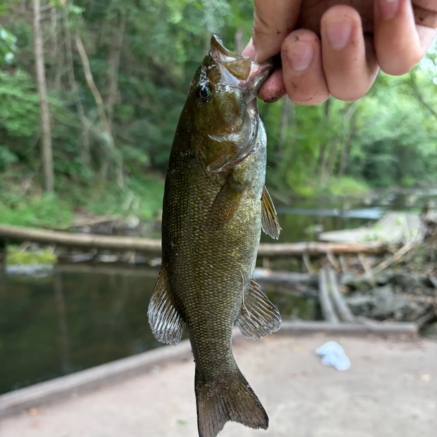 Smallmouth bass caught on Fishbrain