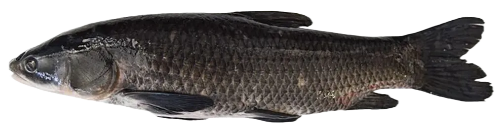 Black carp