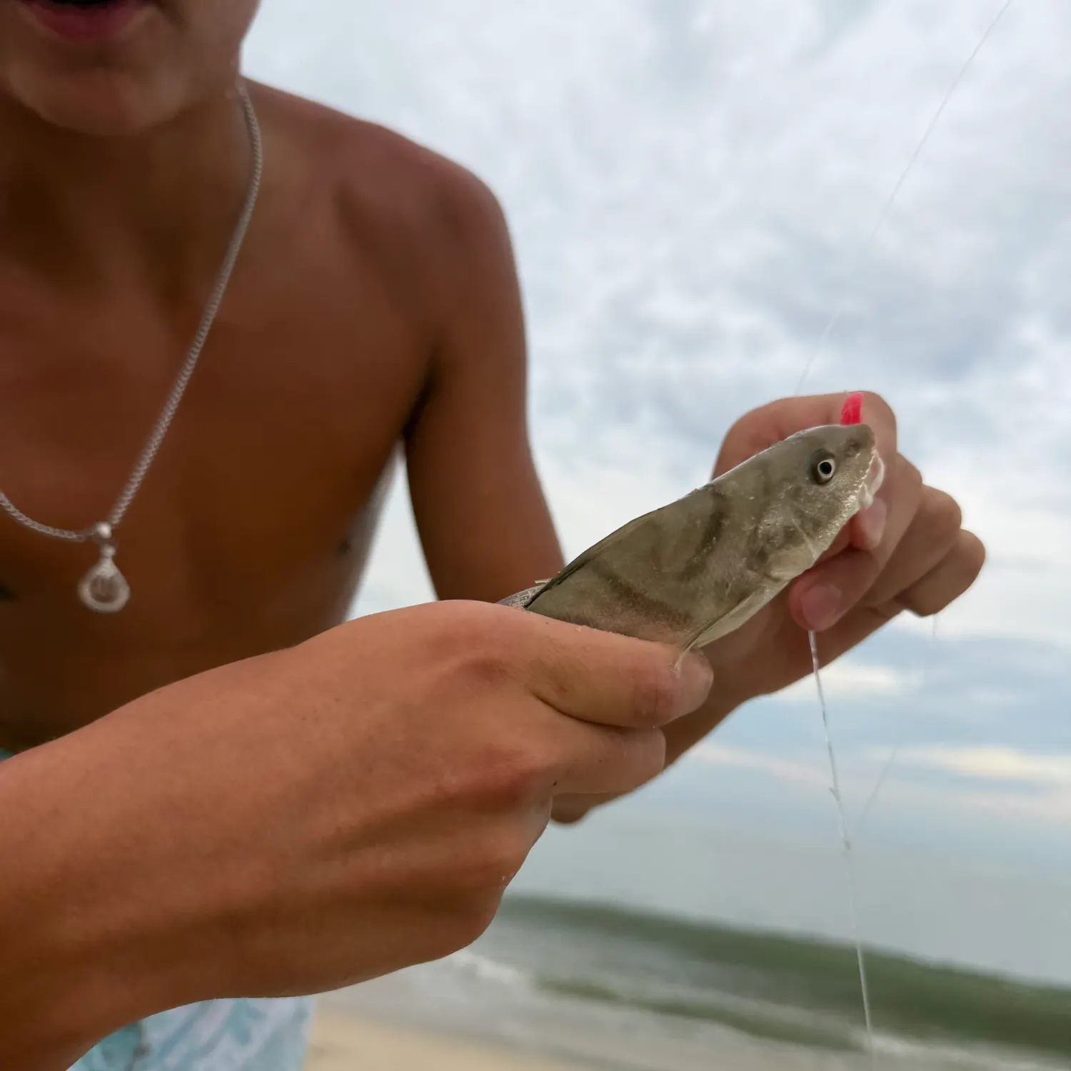 Northern kingcroaker caught on Fishbrain