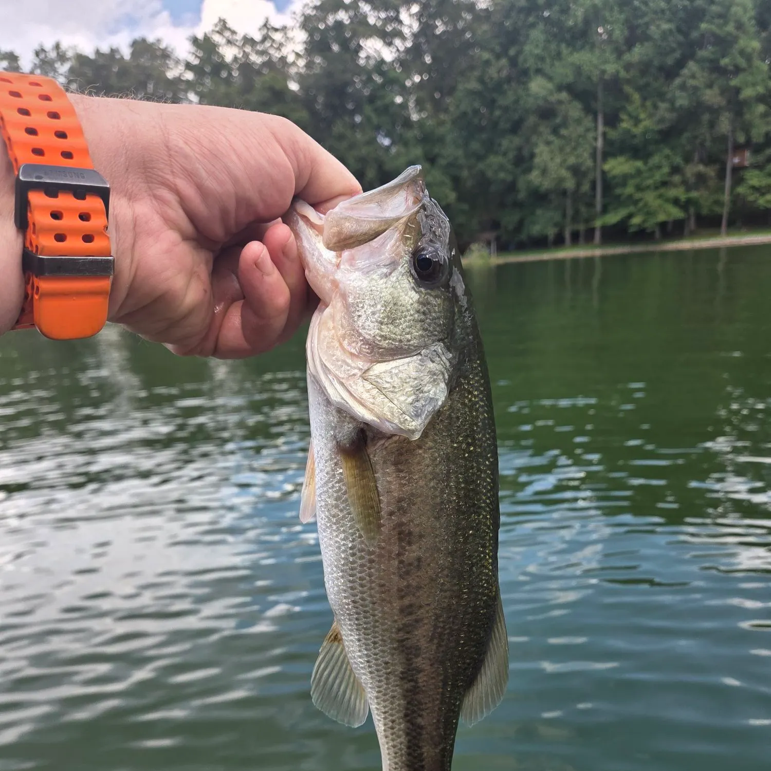 Largemouth bass caught on Fishbrain