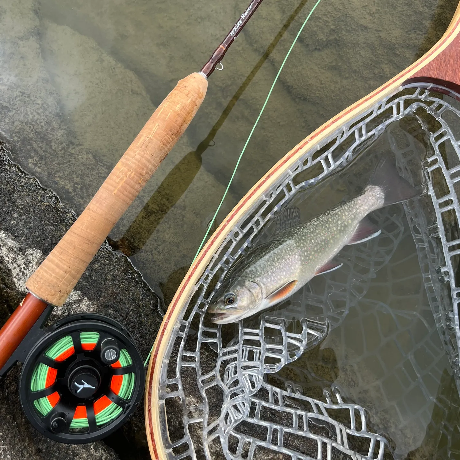 Brook trout caught on Fishbrain