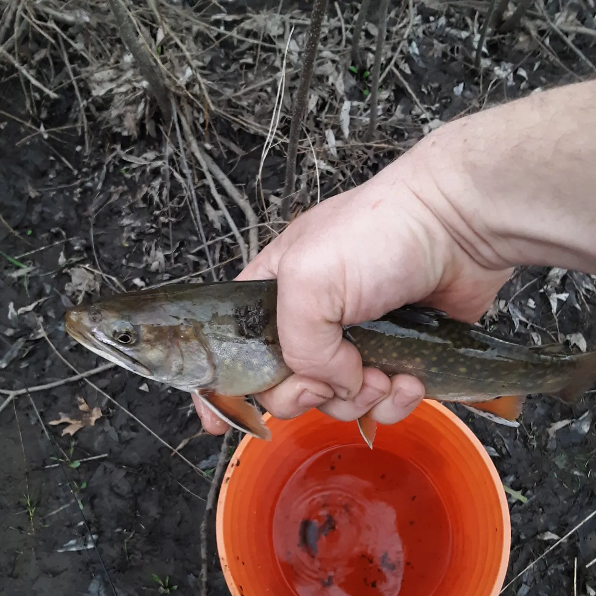 ᐅ Halfway Brook fishing reports🎣• North Creek, NY (United States) fishing