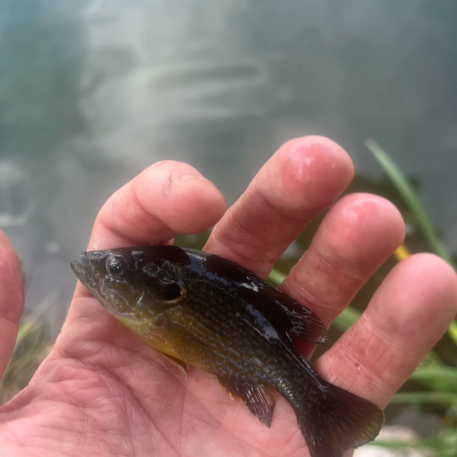 Green sunfish caught on Fishbrain