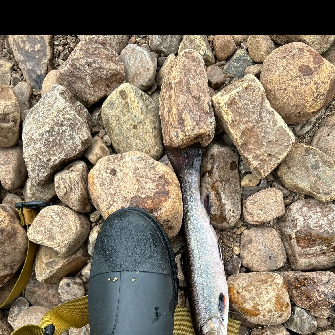Brook trout caught on Fishbrain