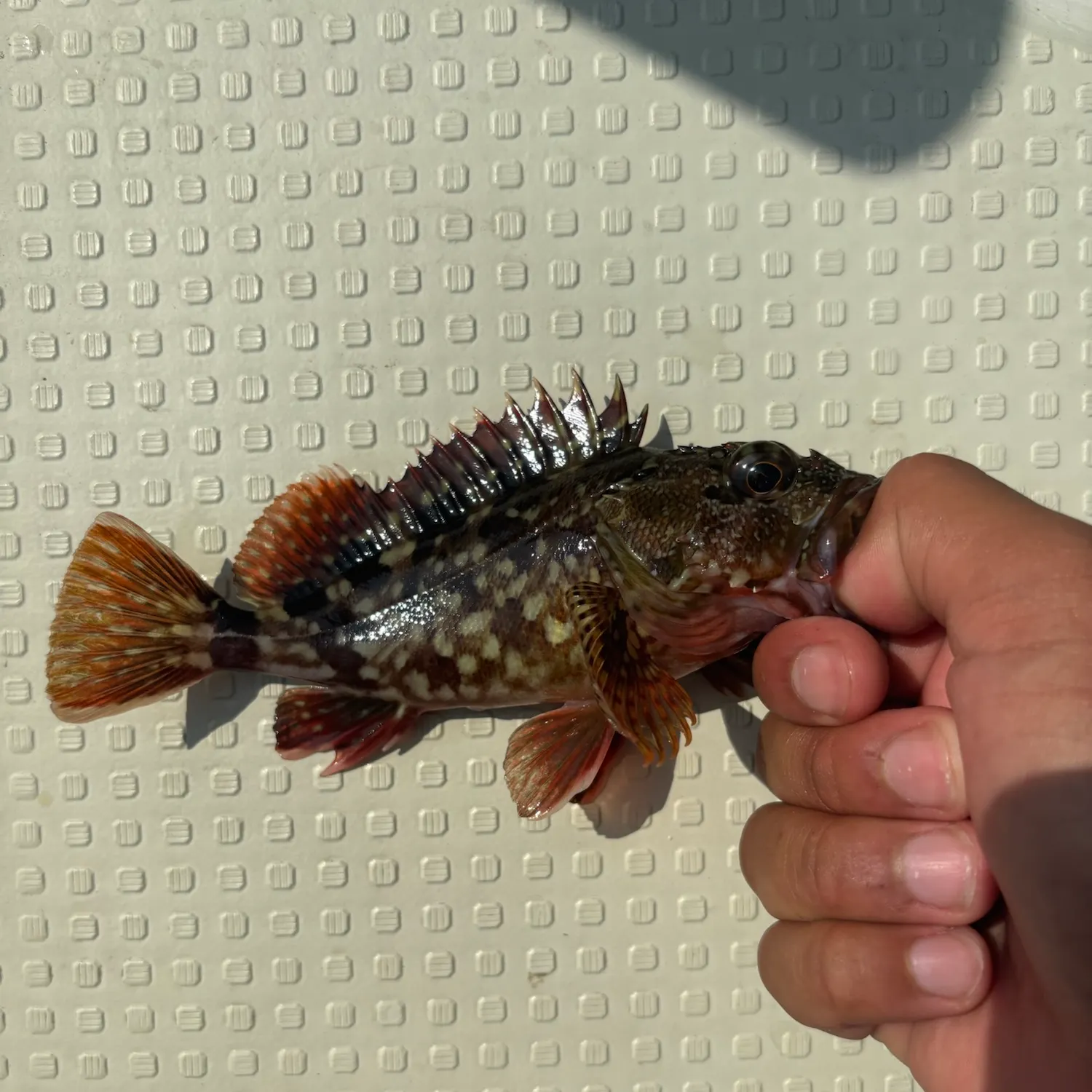 The most recent Marbled Rockfish catches on Fishbrain