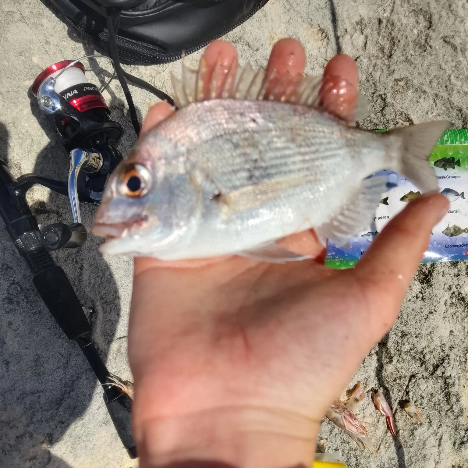 Australasian snapper caught on Fishbrain
