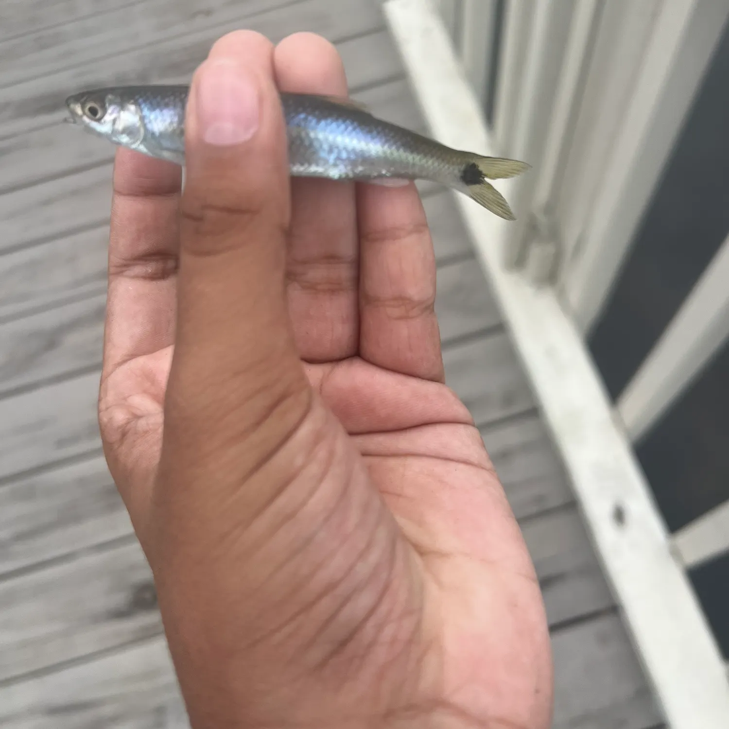 The most recent Spottail shiner catches on Fishbrain