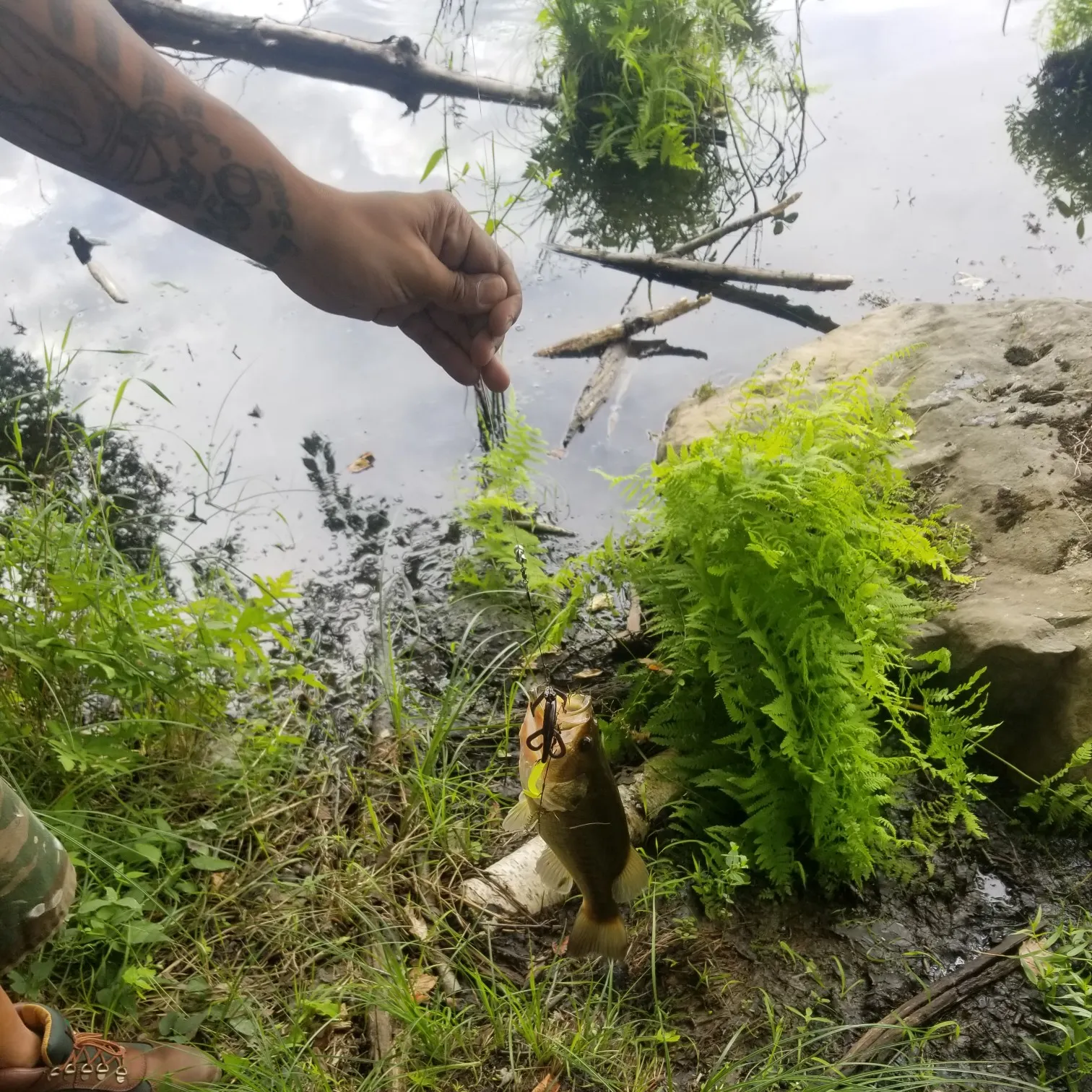 Largemouth bass caught on Fishbrain