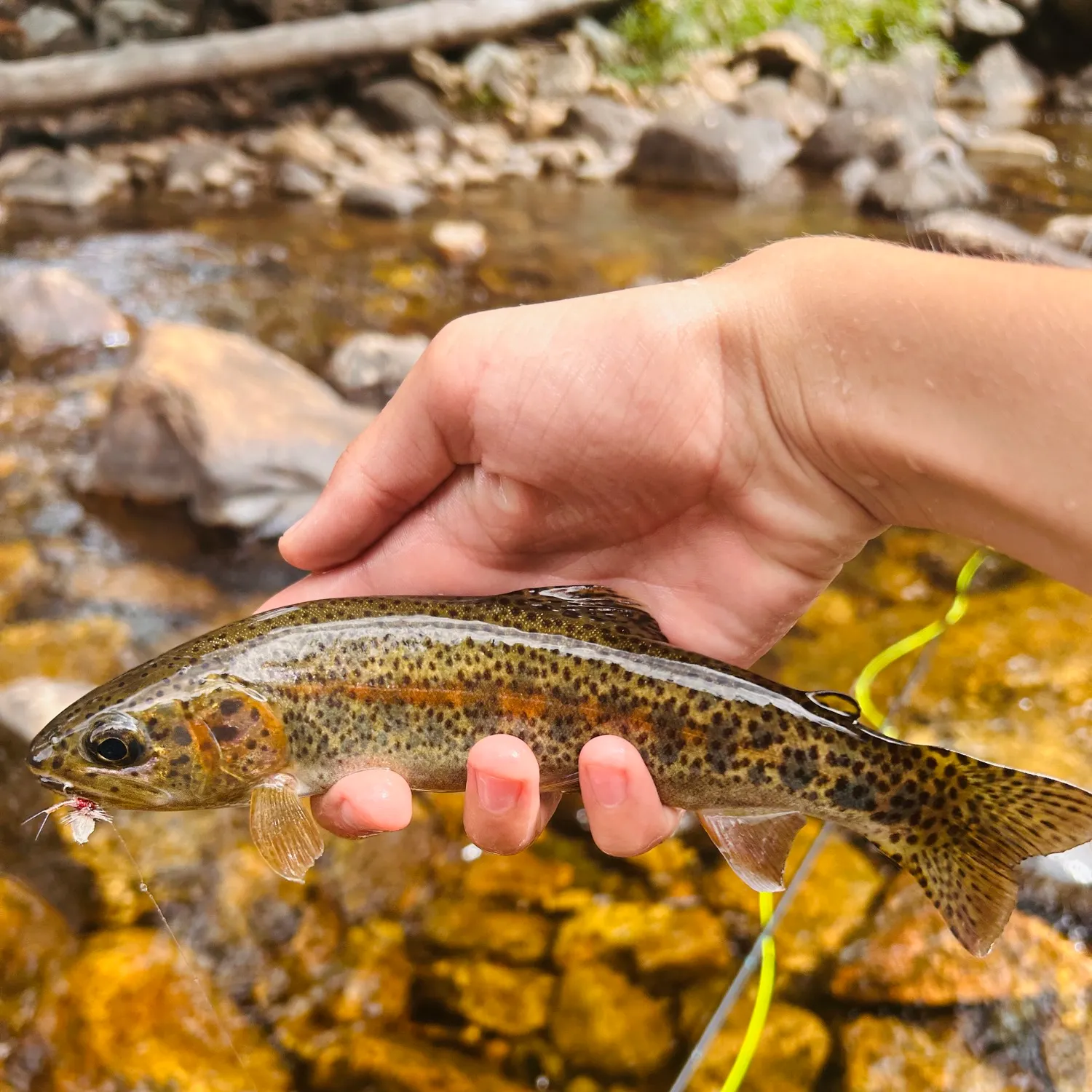 Rainbow trout caught on Fishbrain