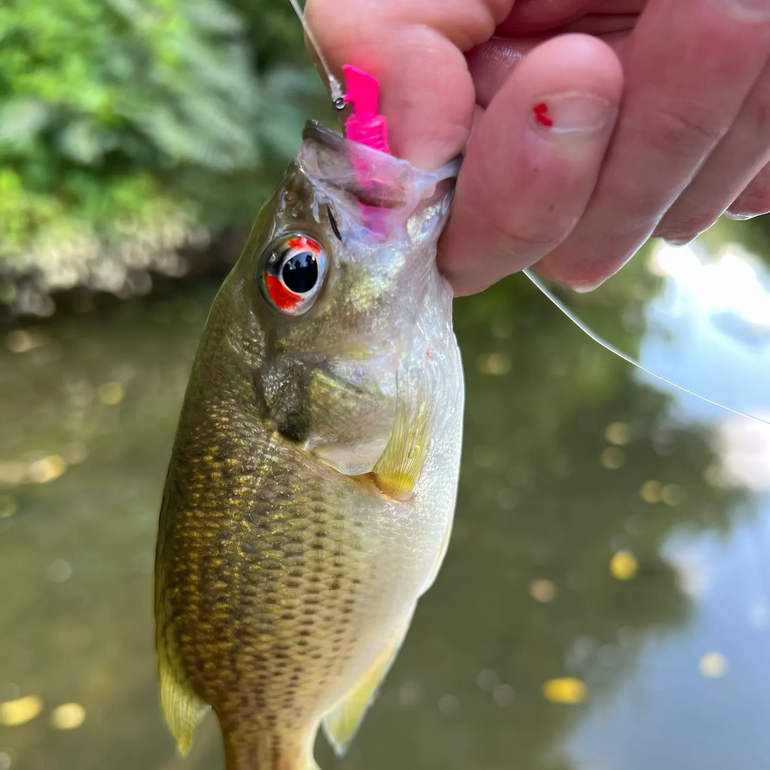 Rock bass caught on Fishbrain