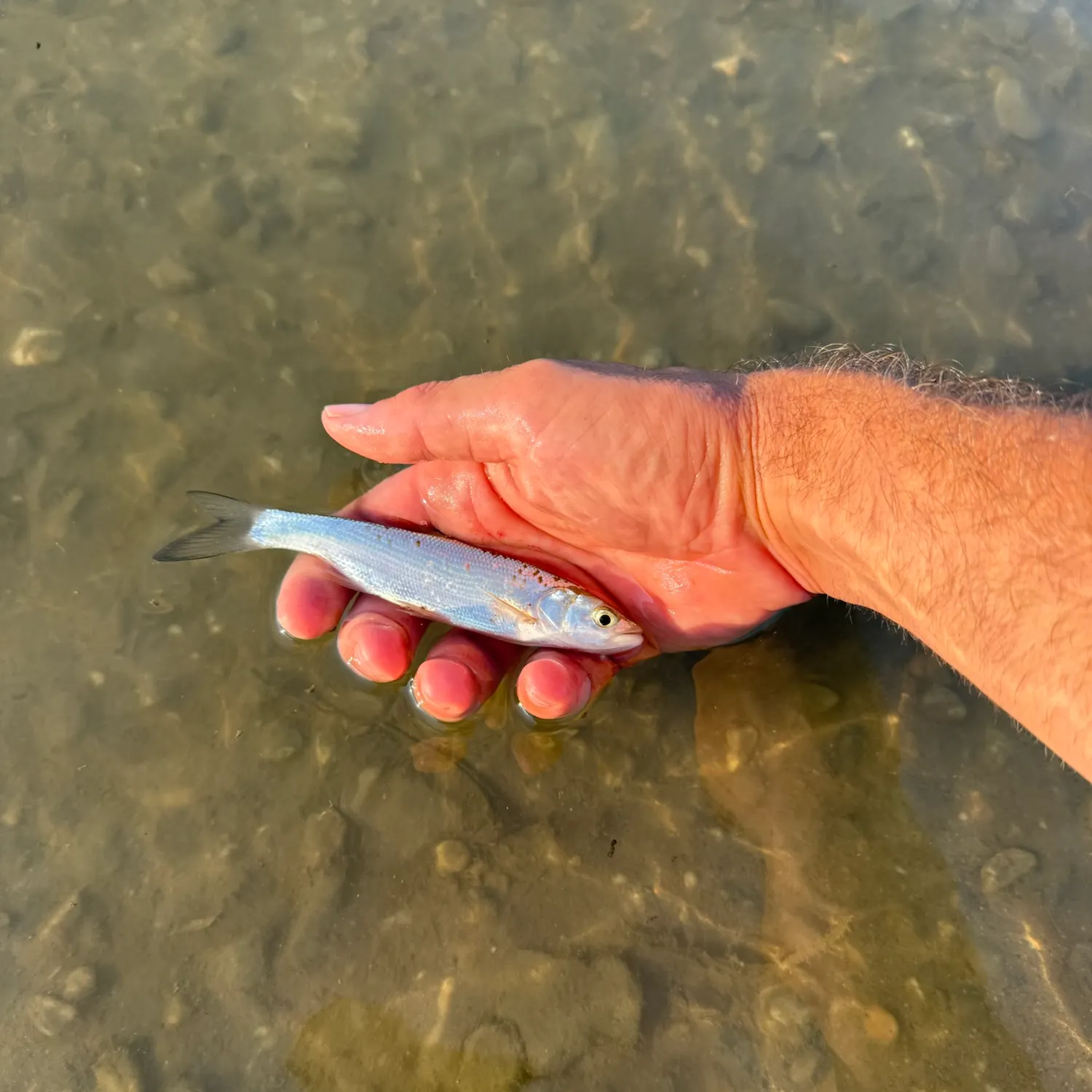Common bleak caught on Fishbrain