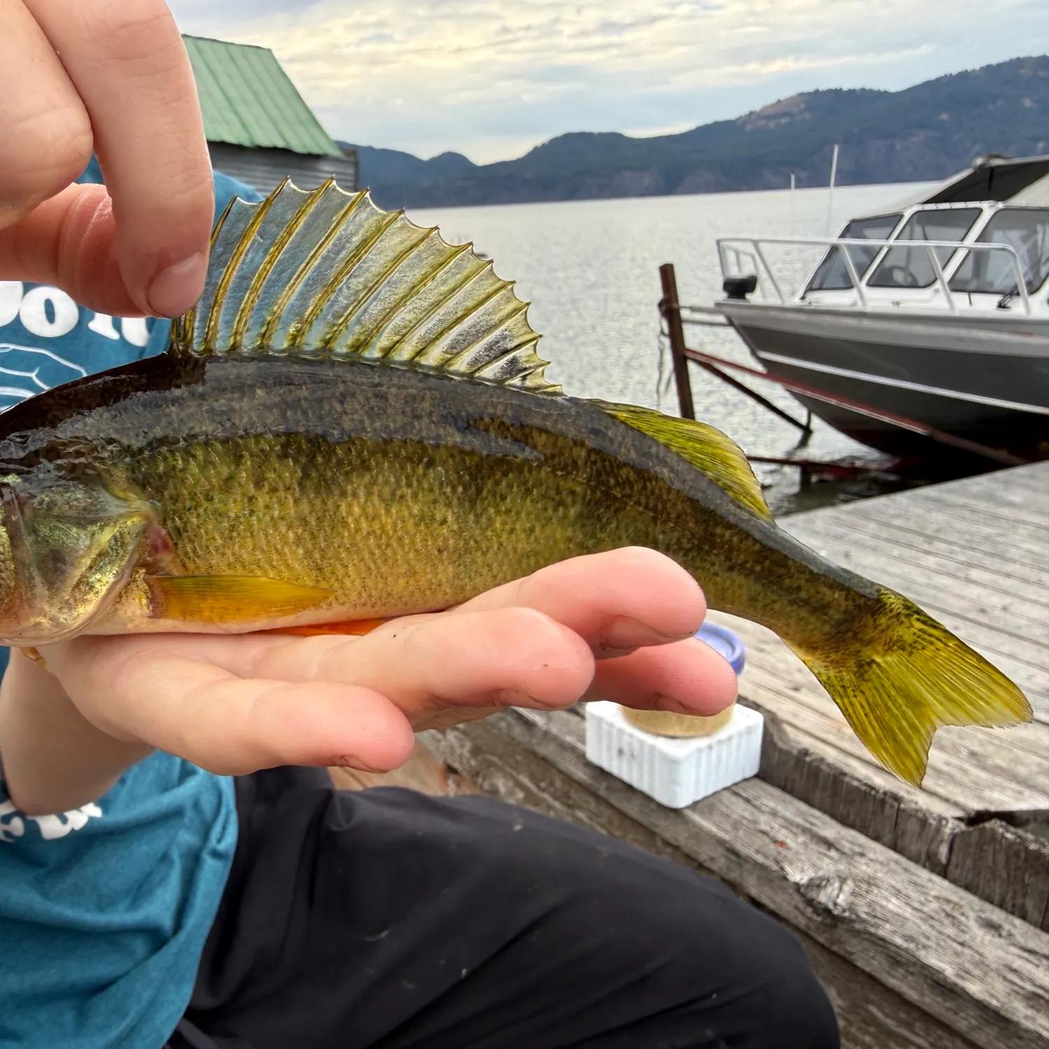 Yellow perch caught on Fishbrain
