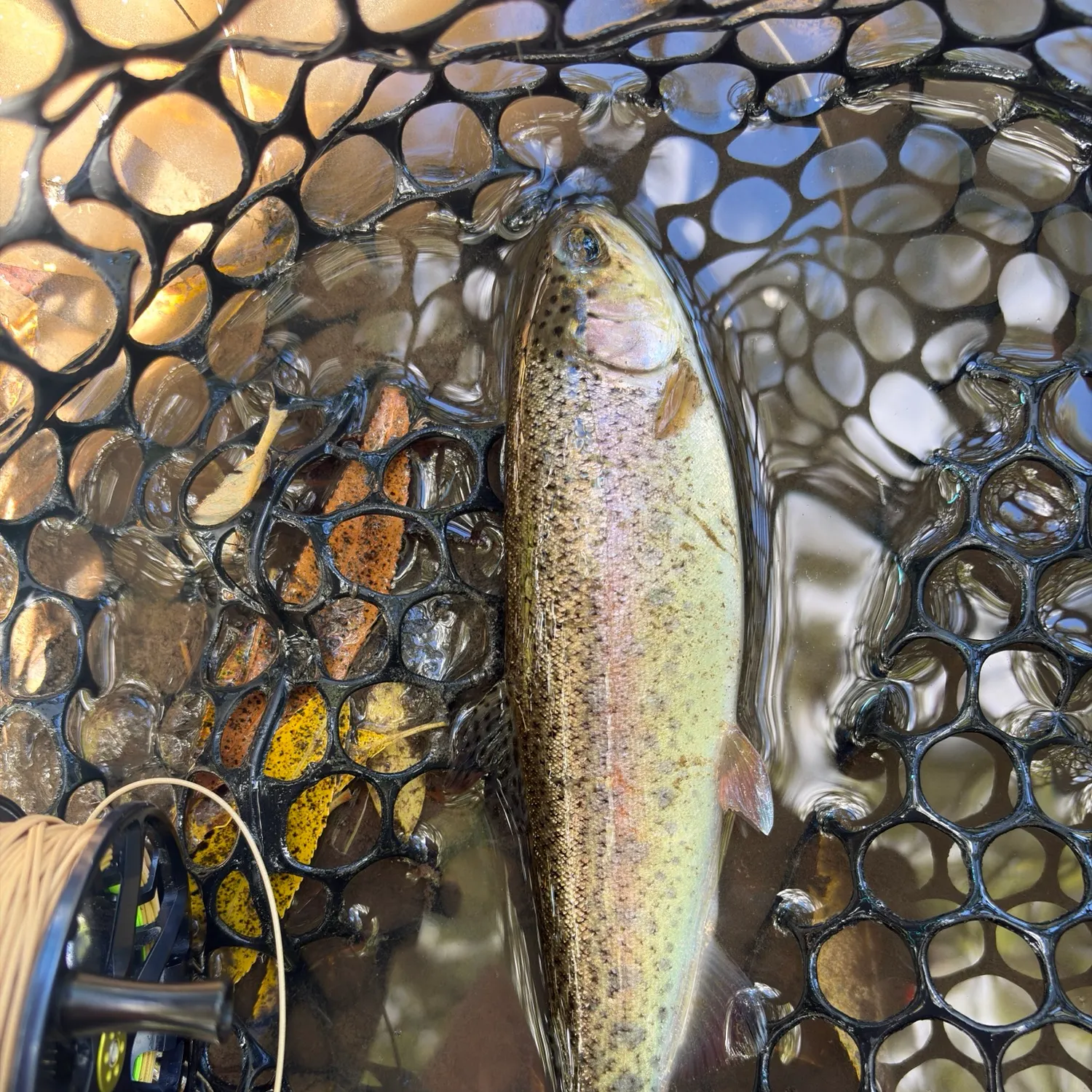 Rainbow trout caught on Fishbrain