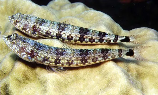 Lighthouse lizardfish