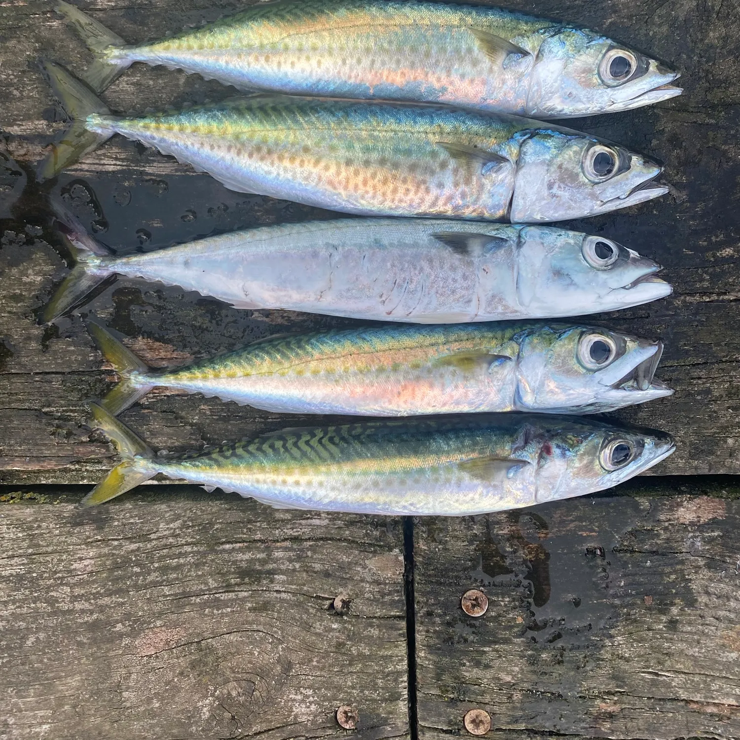 Atlantic mackerel caught on Fishbrain