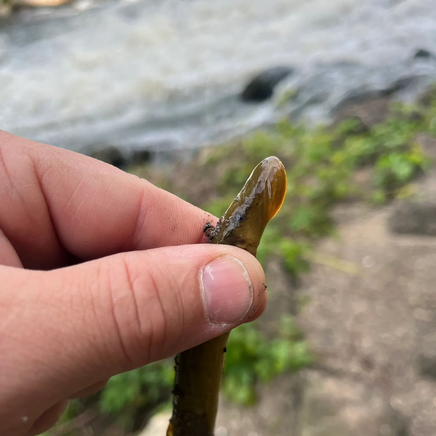 The most recent Sea lamprey catches on Fishbrain