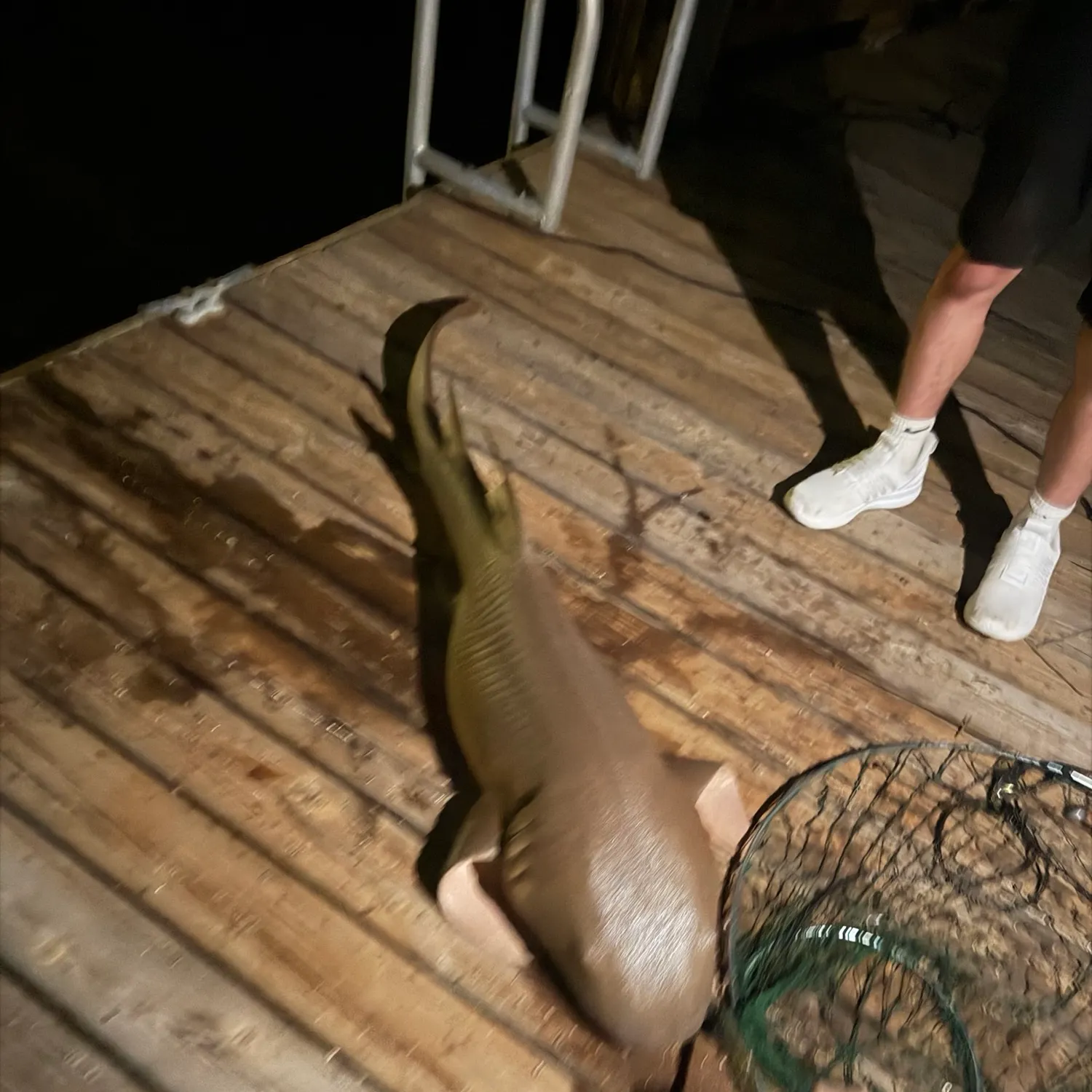 The most recent Nurse shark catches on Fishbrain