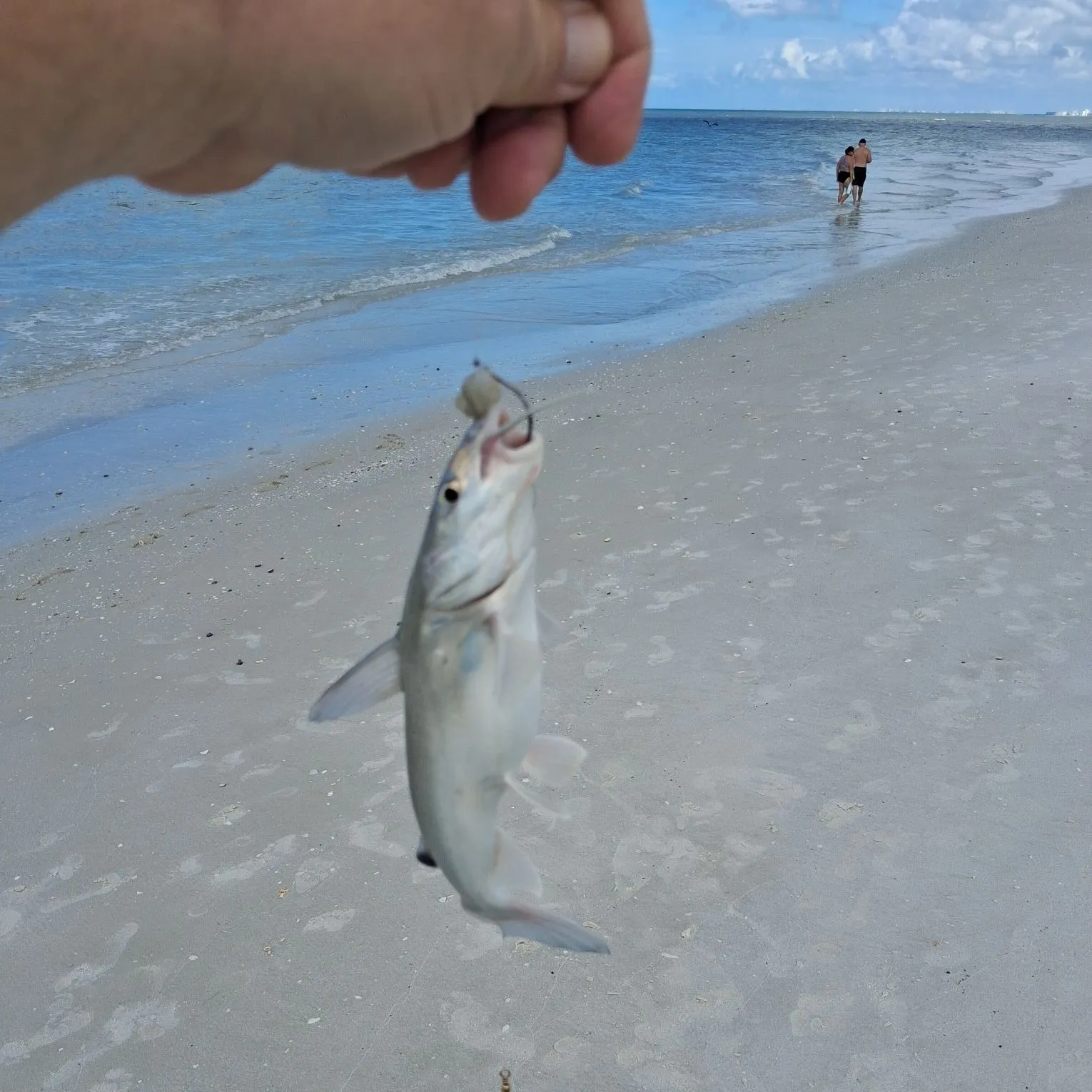 Hardhead sea catfish caught on Fishbrain