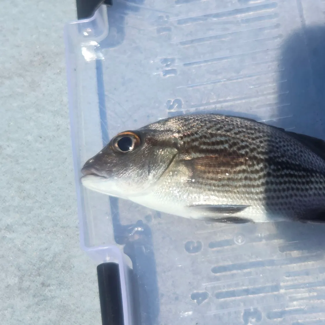Sailor's choice grunt caught on Fishbrain