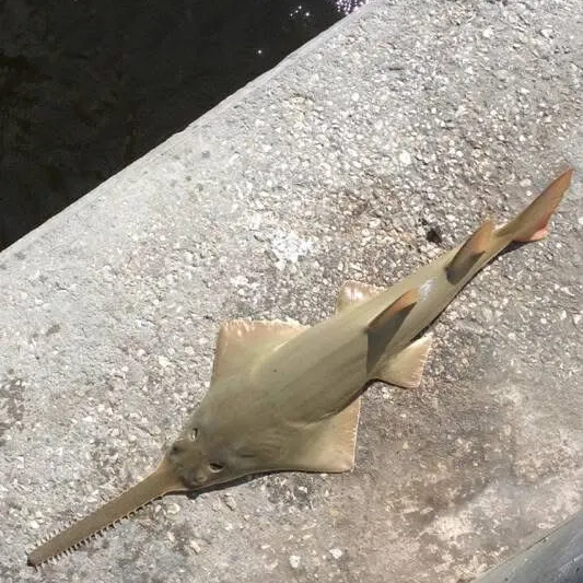 The most recent Largetooth sawfish catches on Fishbrain