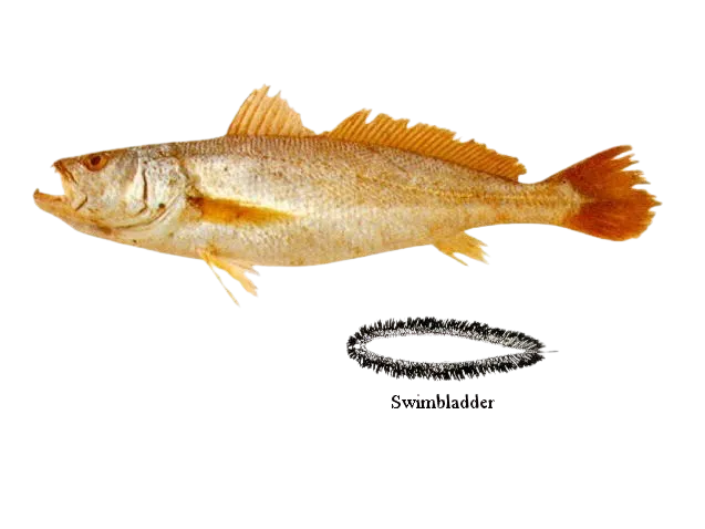 Tiger-toothed croaker