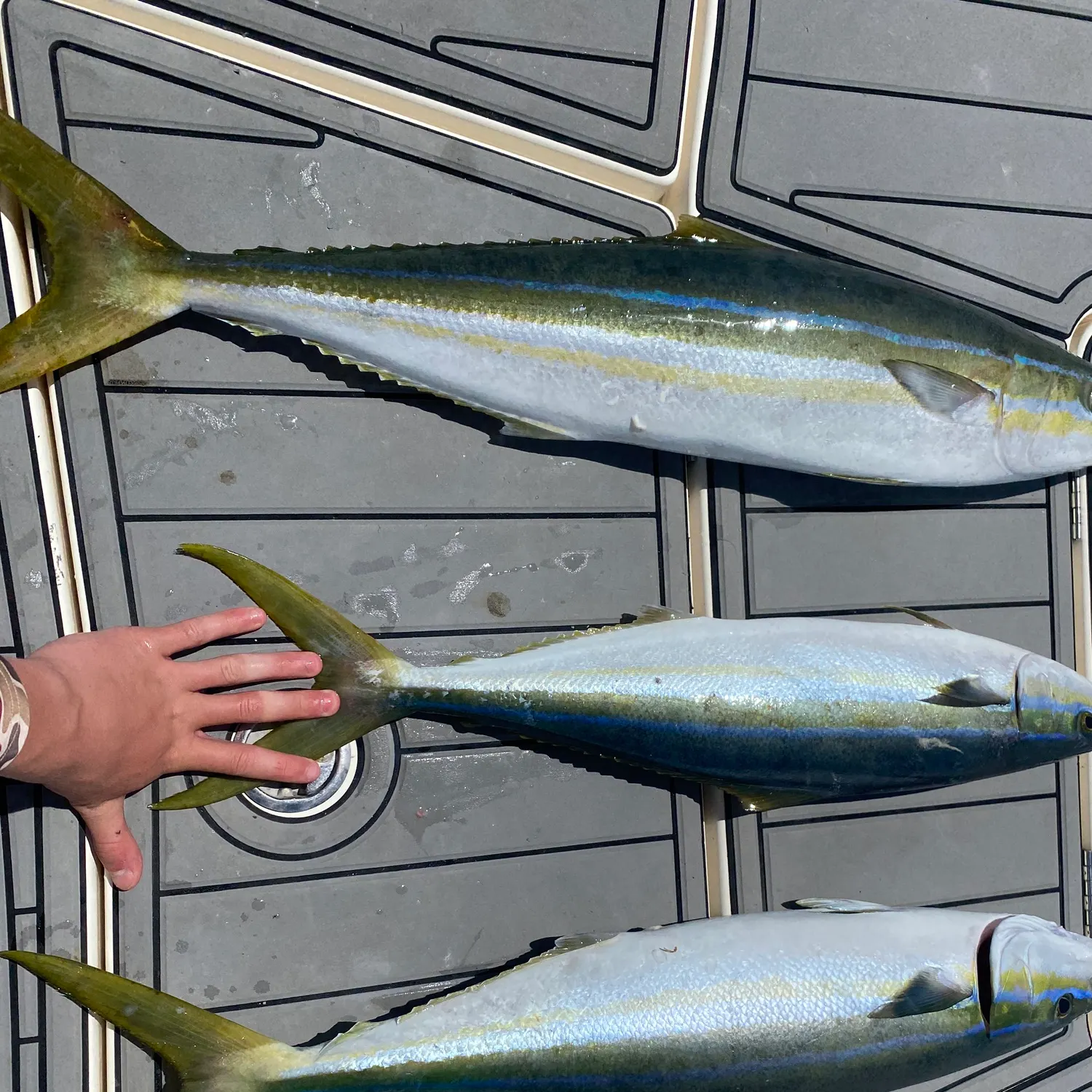 The most recent Rainbow runner catches on Fishbrain