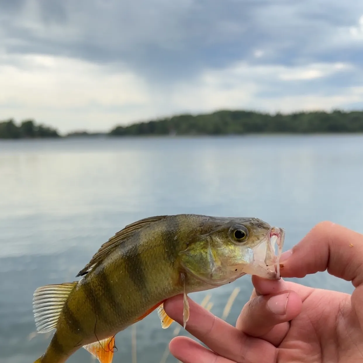 European perch caught on Fishbrain