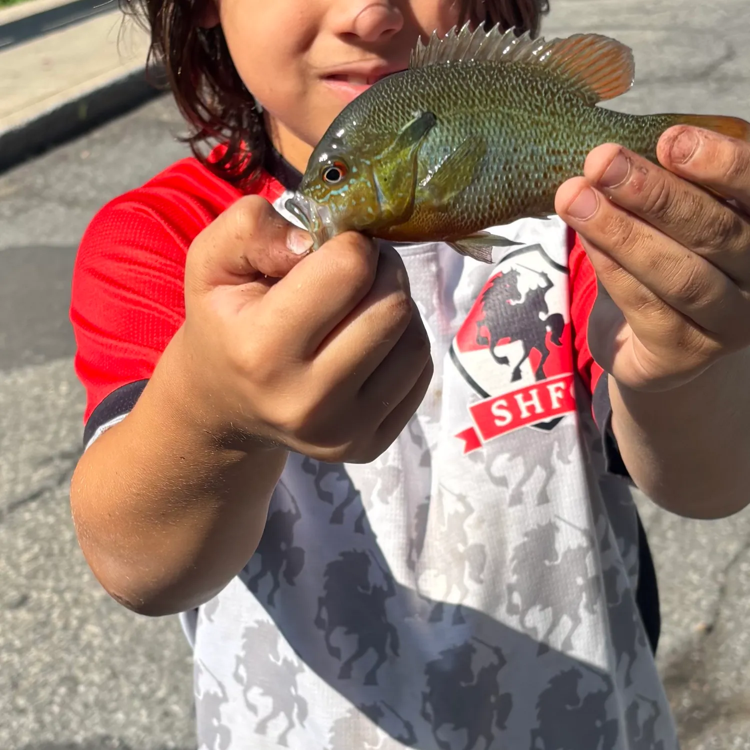 The most recent Longear sunfish catches on Fishbrain