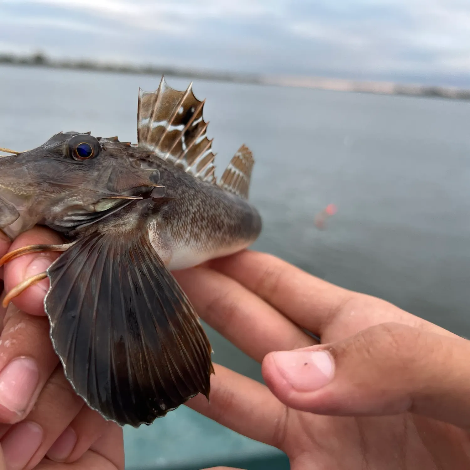Striped searobin caught on Fishbrain