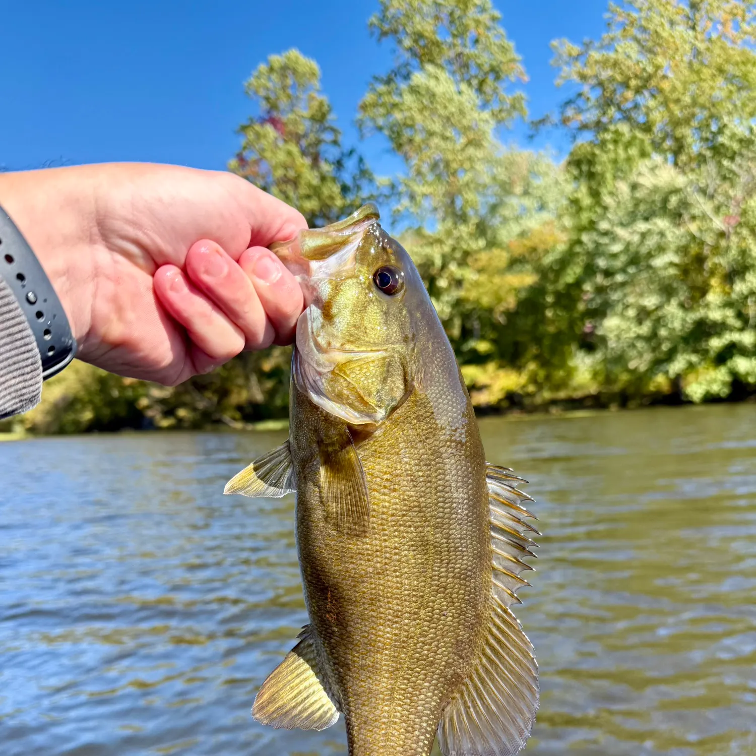 Smallmouth bass caught on Fishbrain